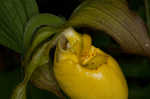 Greater yellow lady's slipper